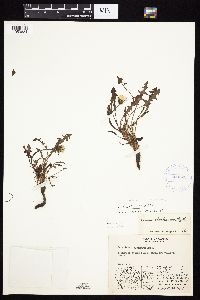 Image of Taraxacum scopulorum