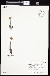 Tephroseris frigida image