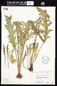 Tephroseris palustris image