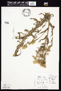 Tephroseris palustris image