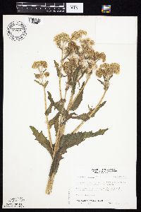 Tephroseris palustris image