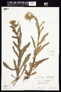 Tephroseris palustris image