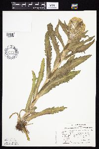 Tephroseris palustris image
