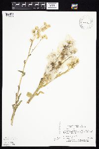 Tephroseris palustris image