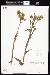 Tephroseris palustris image