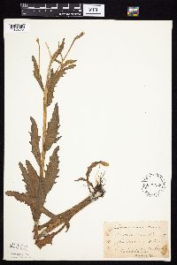 Tephroseris palustris image