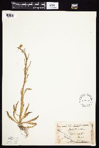 Tephroseris palustris image