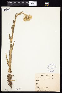Tephroseris palustris image