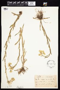 Tephroseris palustris image