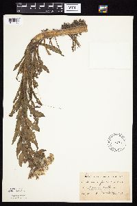 Tephroseris palustris image