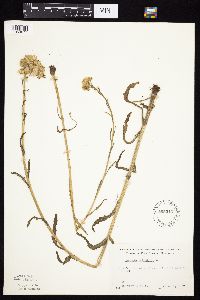 Tephroseris palustris image