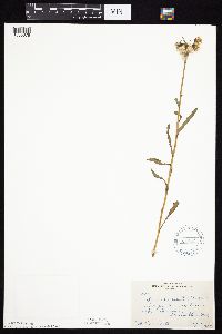 Tephroseris palustris image