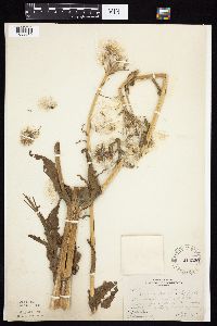 Tephroseris palustris image