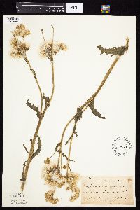 Tephroseris palustris image