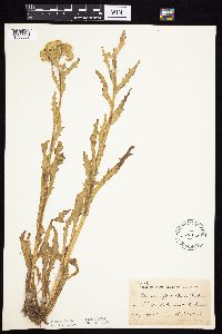 Tephroseris palustris image