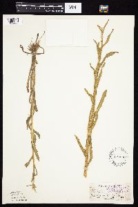 Tephroseris palustris image