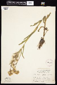 Tephroseris palustris image