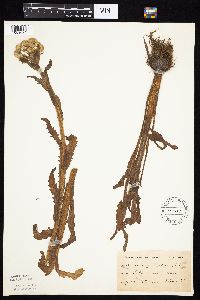 Tephroseris palustris image