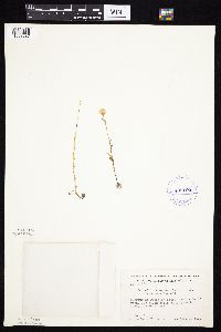 Tephroseris palustris image