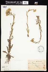Tephroseris palustris image