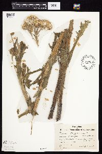 Tephroseris palustris image