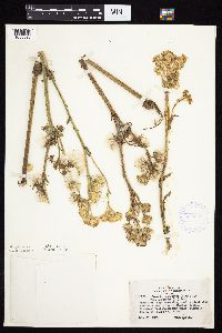 Tephroseris palustris image