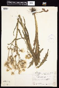 Tephroseris palustris image