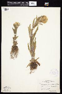 Tephroseris palustris image