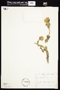 Tephroseris palustris image