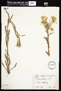 Tephroseris palustris image