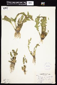 Tephroseris palustris image