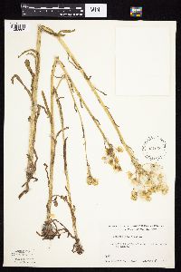 Tephroseris palustris image