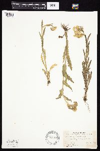 Tephroseris palustris image