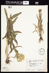 Tephroseris palustris image