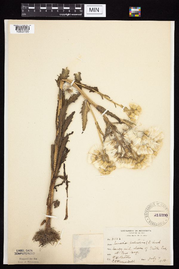Tephroseris palustris image
