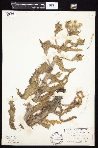 Tephroseris palustris image