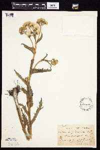 Tephroseris palustris image