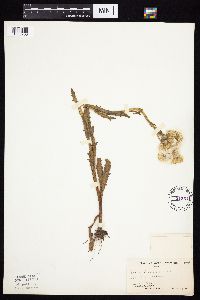 Tephroseris palustris image