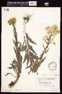 Tephroseris palustris image