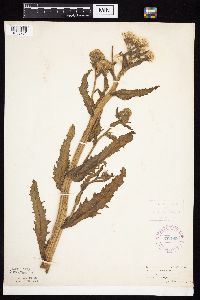 Tephroseris palustris image