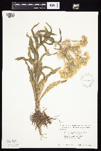 Tephroseris palustris image