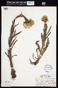 Tephroseris palustris image