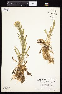 Tephroseris palustris image