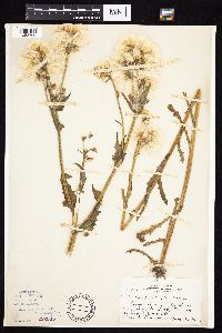 Tephroseris palustris image