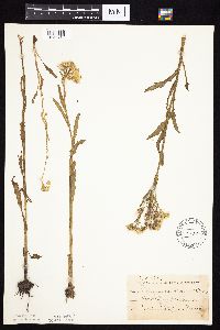 Tephroseris palustris image