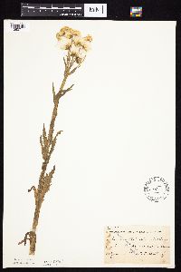 Tephroseris palustris image