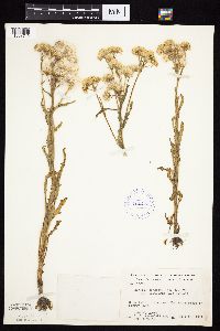 Tephroseris palustris image