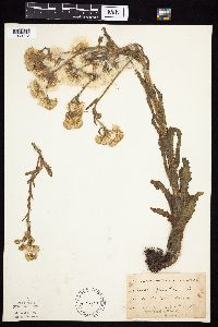 Tephroseris palustris image