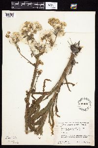 Tephroseris palustris image