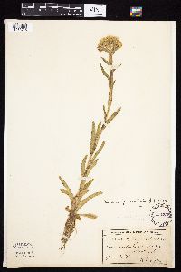 Tephroseris palustris image